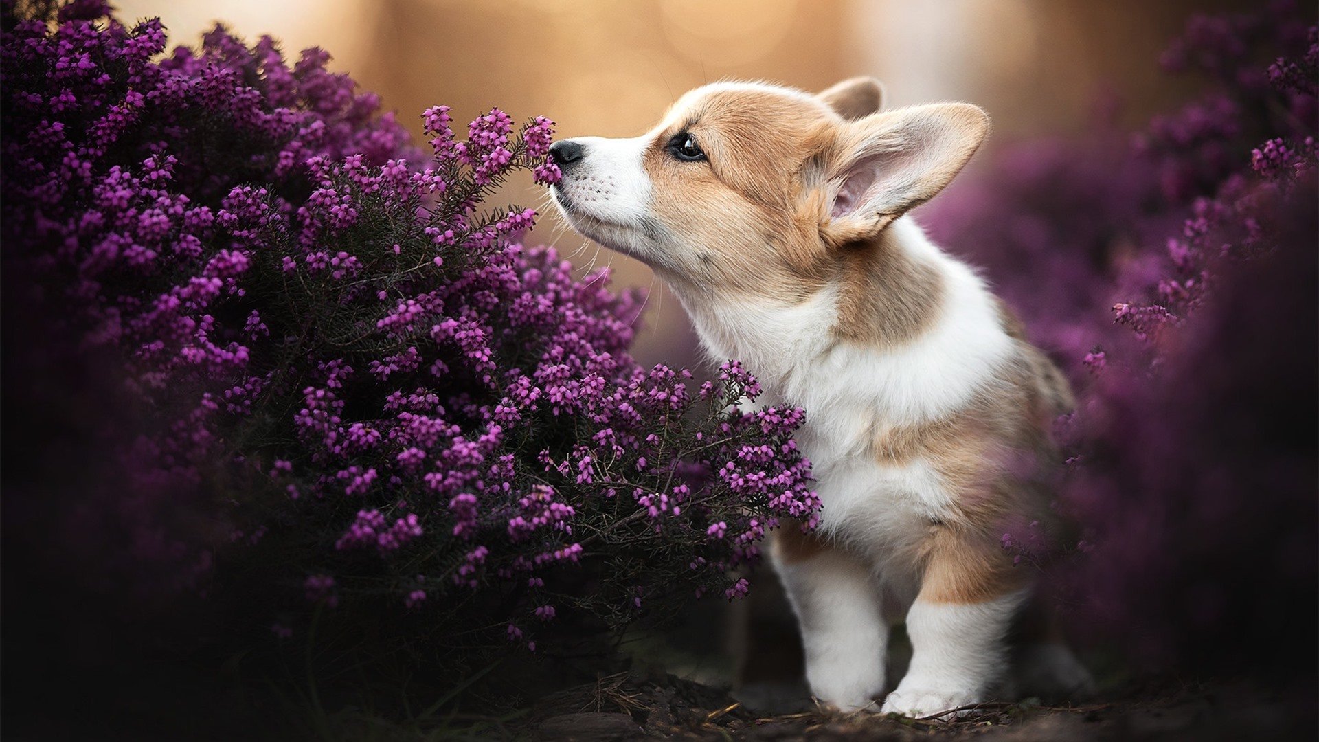 今年NBA哪些运动员抢断最多?,nba现役球员抢断排名