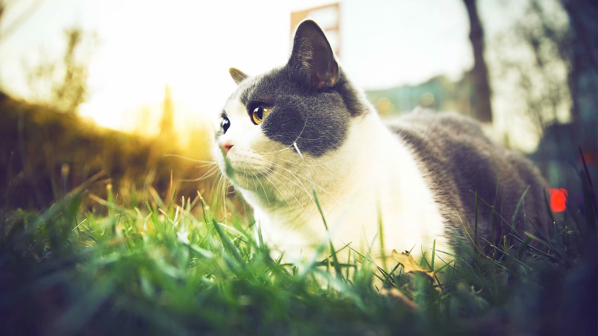 今年NBA哪些运动员抢断最多?,nba现役球员抢断排名